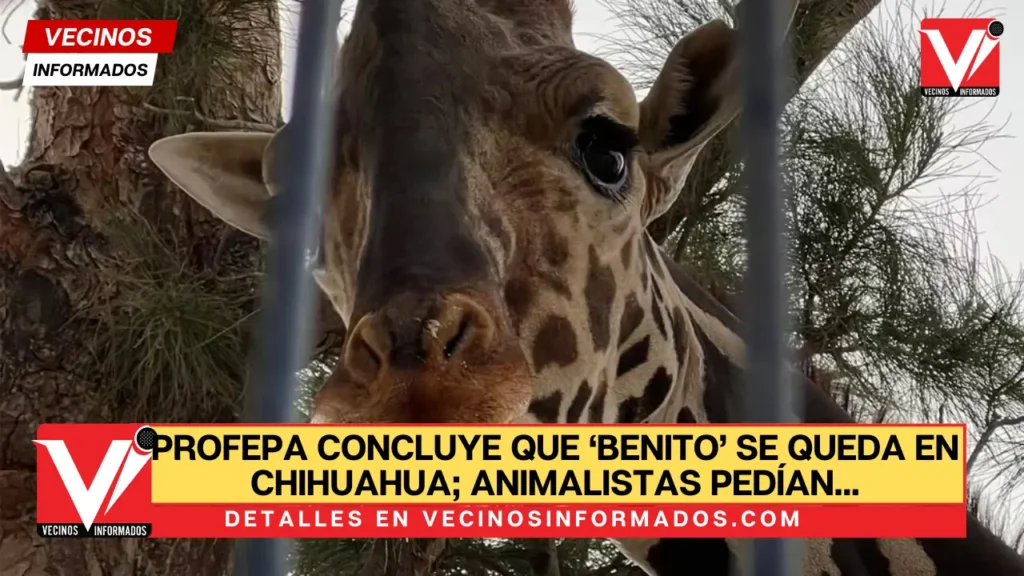 Profepa concluye que ‘Benito’ se queda en Chihuahua; animalistas pedían que fuera llevado a Puebla
