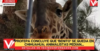 Profepa concluye que ‘Benito’ se queda en Chihuahua; animalistas pedían que fuera llevado a Puebla