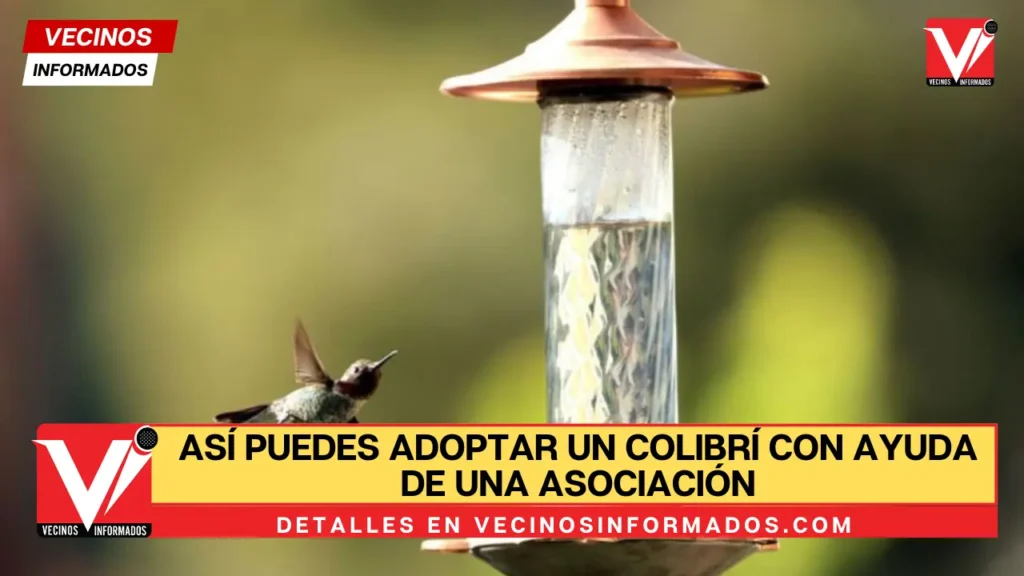 Así puedes adoptar un colibrí con ayuda de una asociación