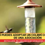 Así puedes adoptar un colibrí con ayuda de una asociación
