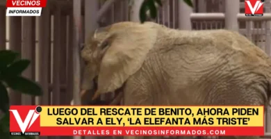Luego del rescate de Benito, ahora piden salvar a Ely, ‘la elefanta más triste’