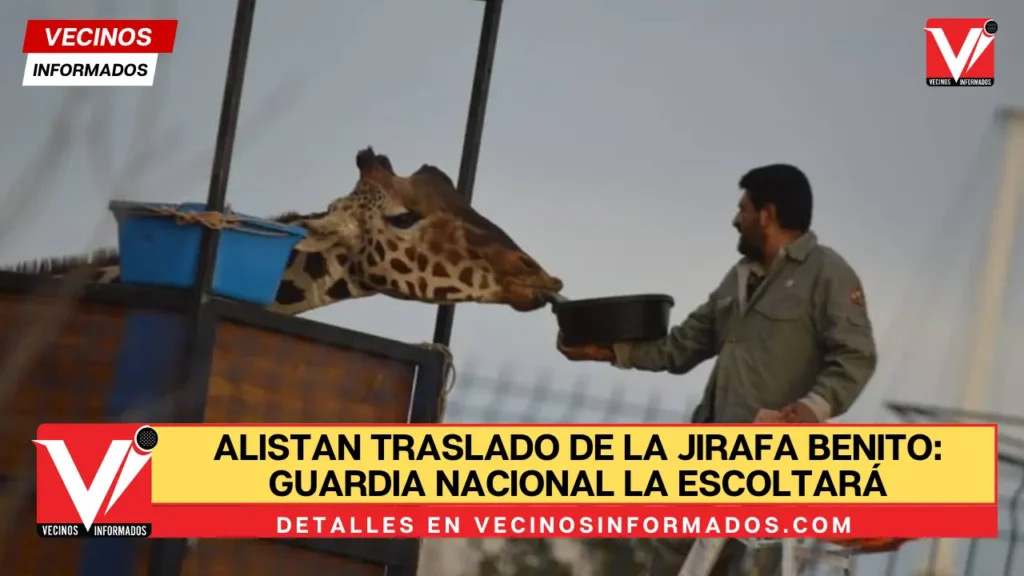 Adiós, Benito: Guardia Nacional escolta a la jirafa hasta Africam Safari