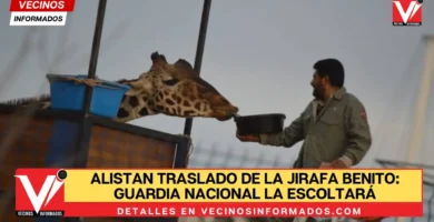 Adiós, Benito: Guardia Nacional escolta a la jirafa hasta Africam Safari