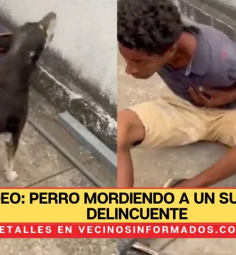 VIDEO: Perro mordiendo a un supuesto delincuente en Ecuador se hizo viral