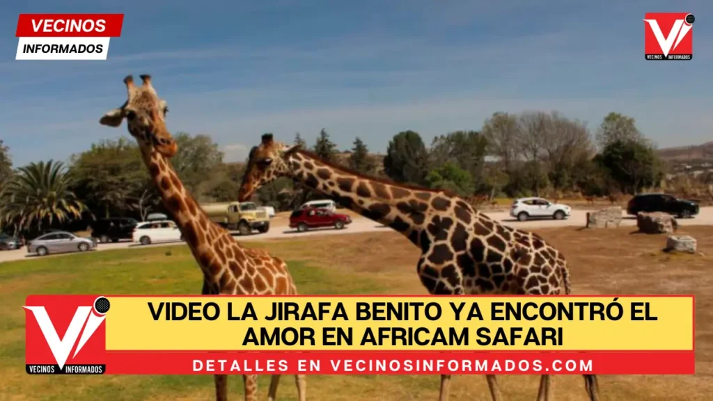 VIDEO La jirafa Benito ya encontró el amor en Africam Safari