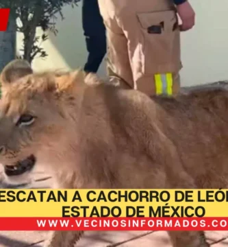Rescatan a cachorro de león en el Estado de México