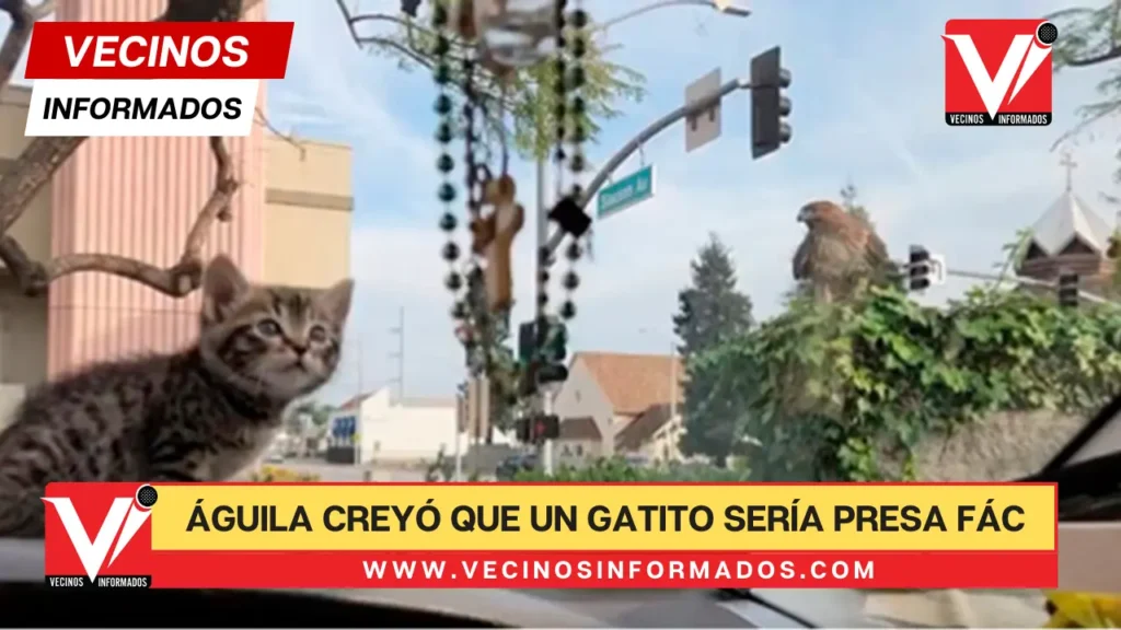 VIDEO Un Águila creyó que un gatito sería presa fácil, pero el parabrisas de un auto se lo impidió