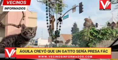 VIDEO Un Águila creyó que un gatito sería presa fácil, pero el parabrisas de un auto se lo impidió
