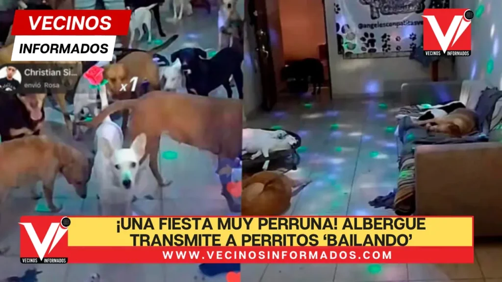 VIDEO ¡Una fiesta muy perruna! Albergue transmite a perritos ‘bailando’ y se vuelve viral