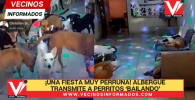 VIDEO ¡Una fiesta muy perruna! Albergue transmite a perritos ‘bailando’ y se vuelve viral