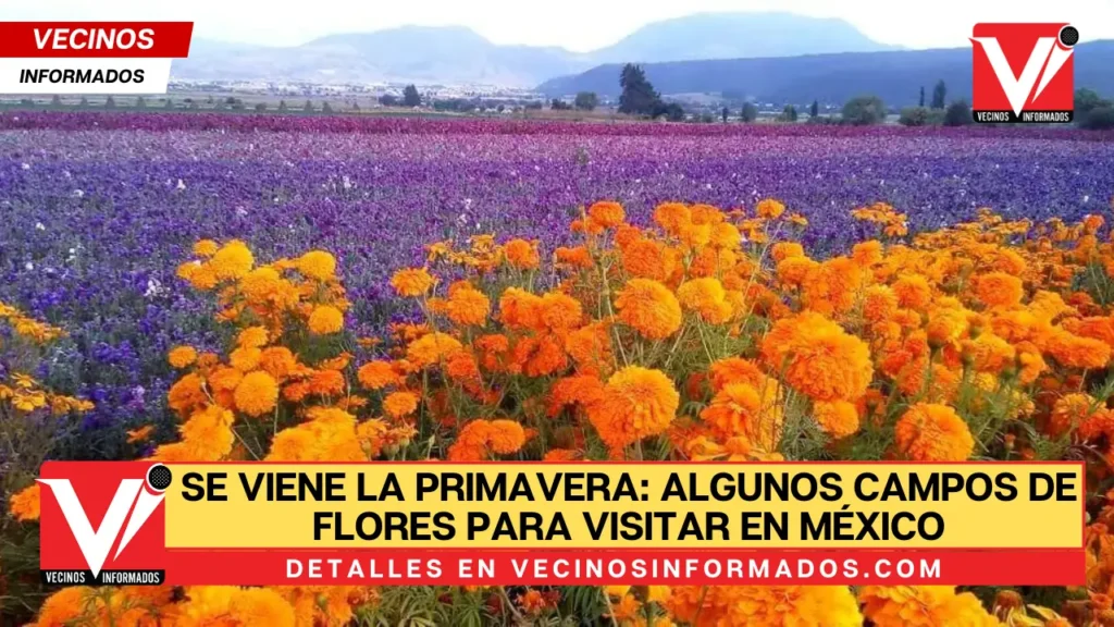 Se viene la primavera: Algunos campos de flores para visitar en México