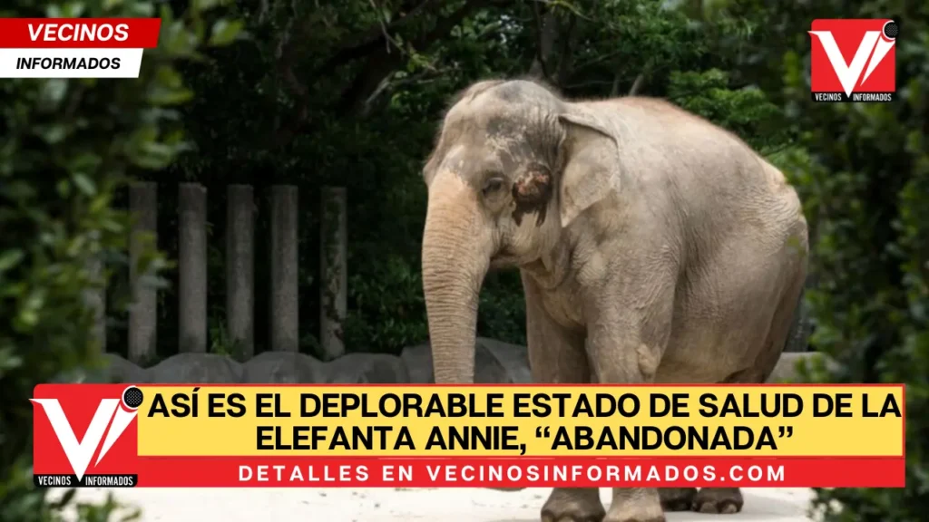 Así es el deplorable estado de salud de la elefanta Annie, “abandonada” por el circo Atayde Hermanos