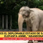 Así es el deplorable estado de salud de la elefanta Annie, “abandonada” por el circo Atayde Hermanos