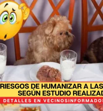 Los riesgos de humanizar a las mascotas según estudio realizado