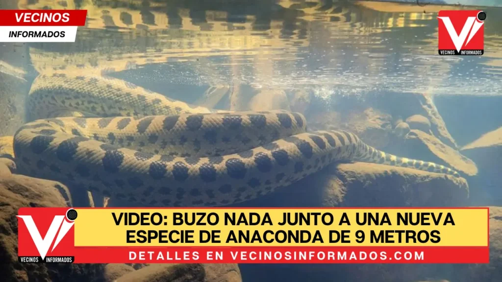 VIDEO: Buzo nada junto a una nueva especie de anaconda de 9 metros de longitud