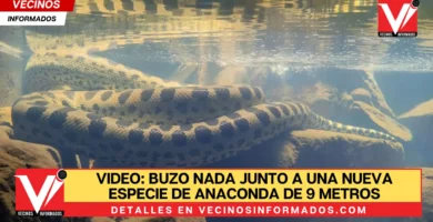 VIDEO: Buzo nada junto a una nueva especie de anaconda de 9 metros de longitud