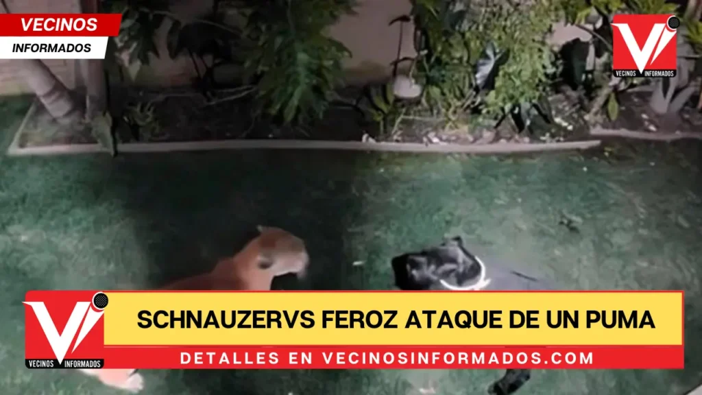 Schnauzer sobrevive al feroz ataque de un puma; así luchó por su vida |VIDEO