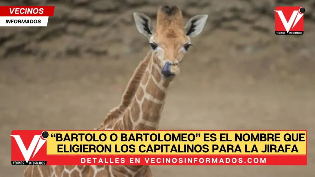 “Bartolo o Bartolomeo” es el nombre que eligieron los capitalinos para la jirafa macho que nació en Chapultepec CDMX