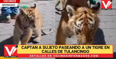 Captan a sujeto paseando a un tigre en calles de Tulancingo, Hidalgo | VIDEO
