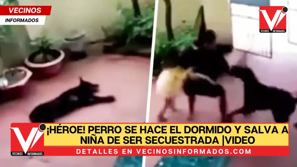 ¡Héroe! Perro se hace el dormido y salva a niña de ser secuestrada |VIDEO