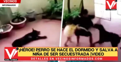 ¡Héroe! Perro se hace el dormido y salva a niña de ser secuestrada |VIDEO