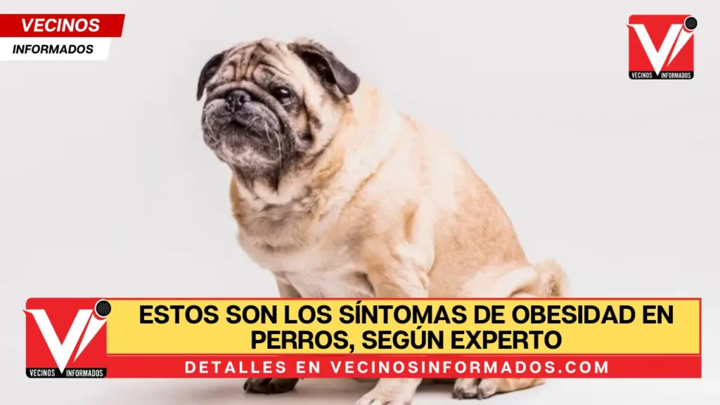Estos son los síntomas de obesidad en perros, según experto