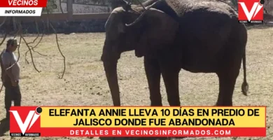 Elefanta Annie lleva 10 días en predio de Jalisco donde fue abandonada, acusan zoológicos