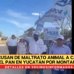 Acusan de maltrato animal a candidato del PAN en Yucatán por montar un poni