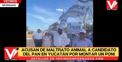 Acusan de maltrato animal a candidato del PAN en Yucatán por montar un poni