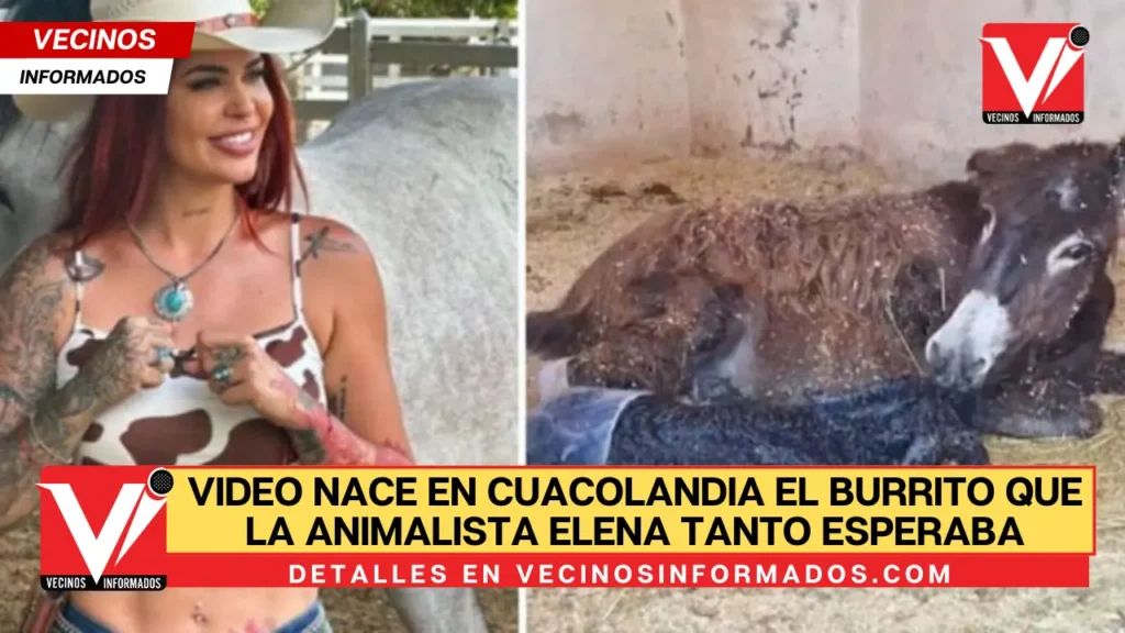VIDEO Nace en Cuacolandia el burrito que la animalista Elena Larrea tanto esperaba