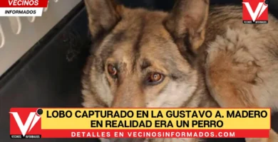 Lobo capturado en la Gustavo A. Madero en REALIDAD era un perro