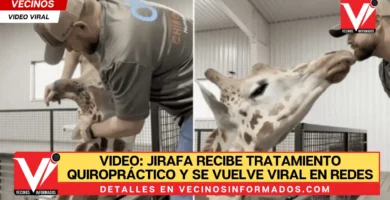 VIDEO: JIRAFA RECIBE TRATAMIENTO QUIROPRÁCTICO Y SE VUELVE VIRAL EN REDES