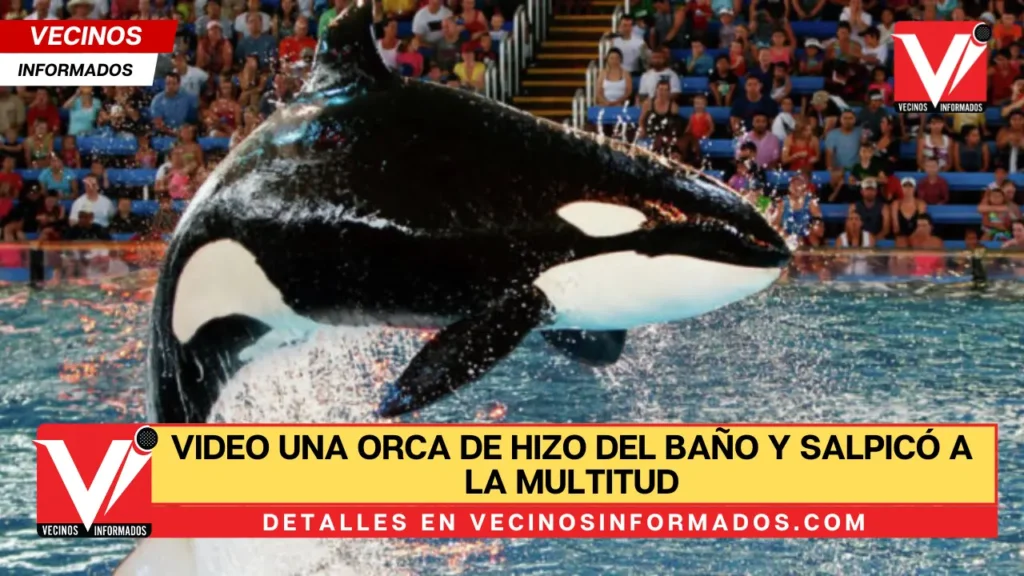 VIDEO Una orca de hizo del baño y salpicó a la multitud con toda esa agua sucia en SeaWorld