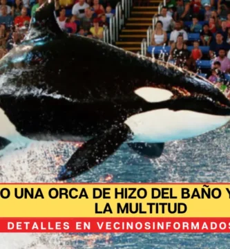VIDEO Una orca de hizo del baño y salpicó a la multitud con toda esa agua sucia en SeaWorld