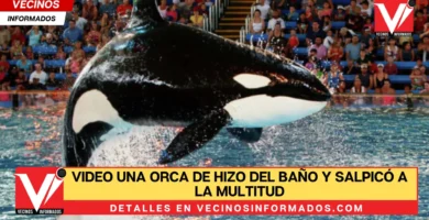 VIDEO Una orca de hizo del baño y salpicó a la multitud con toda esa agua sucia en SeaWorld