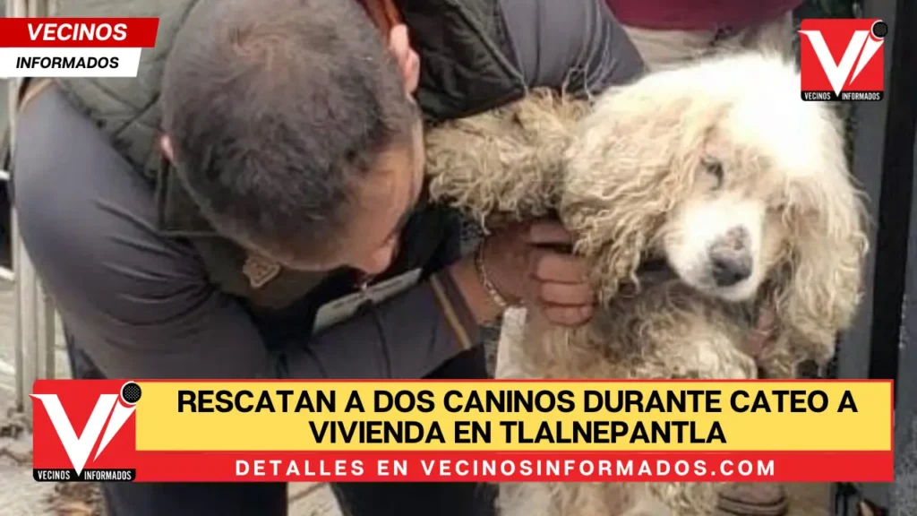 Rescatan a dos caninos durante cateo a vivienda en Tlalnepantla