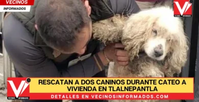 Rescatan a dos caninos durante cateo a vivienda en Tlalnepantla