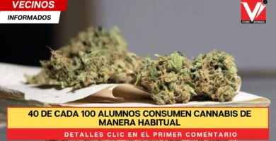 40 de cada 100 alumnos consumen cannabis de manera habitual