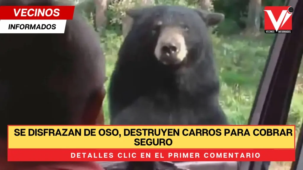 Se disfrazan de oso, destruyen carros para cobrar seguro