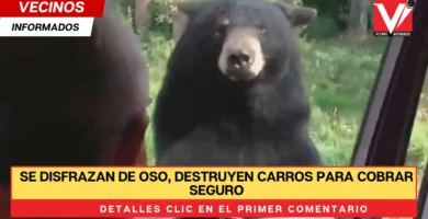 Se disfrazan de oso, destruyen carros para cobrar seguro