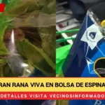 Encuentran rana viva en bolsa de espinacas baby