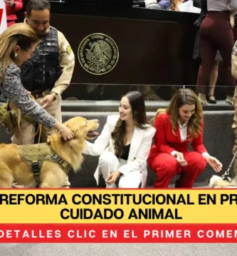 Aprueban reforma constitucional en protección y cuidado animal