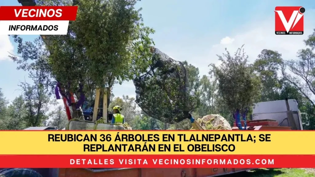 Reubican 36 árboles en Tlalnepantla; se replantarán en el Obelisco