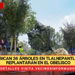 Reubican 36 árboles en Tlalnepantla; se replantarán en el Obelisco