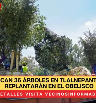 Reubican 36 árboles en Tlalnepantla; se replantarán en el Obelisco