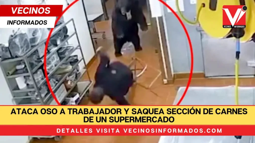 Ataca oso a trabajador y saquea sección de carnes de un supermercado