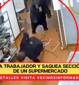 Ataca oso a trabajador y saquea sección de carnes de un supermercado