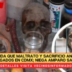 SCJN valida que maltrato y sacrificio animal sean castigados en CdMx; niega amparo santera