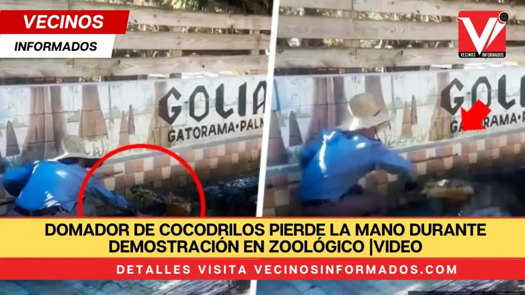 Domador de cocodrilos pierde la mano durante demostración en zoológico |VIDEO