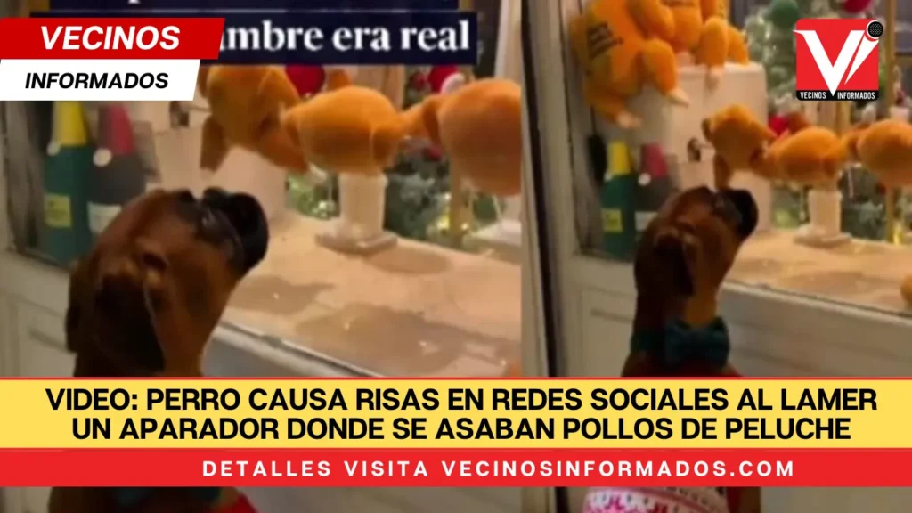 VIDEO: Perro causa risas en redes sociales al lamer un aparador donde se asaban pollos de peluche